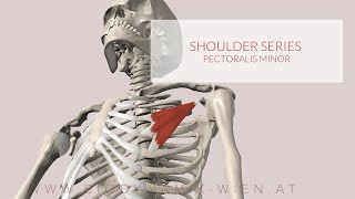 Pectoralis Minor Shoulder Series Part 12 3D Animation [upl. by Cerveny385]