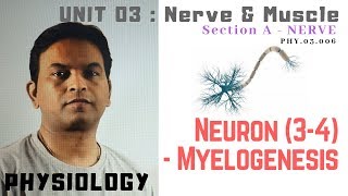 PHY03006Neuron 34 – Myelogenesis  Dr Prashant Sharma [upl. by Lamek]