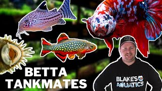 10 Great Betta Tankmates You Should Try [upl. by Cromwell]