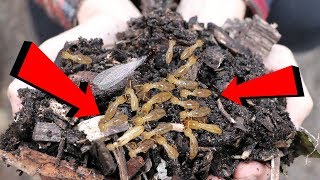 what they DONT tell you about WOOD CHIPS [upl. by Eaned]