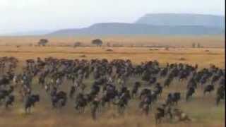 Tanzania safari highlights Selous and Serengeti national park Ngorongoro Conservation Area [upl. by Bertolde368]