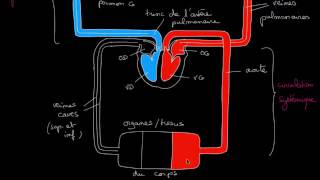 Circulation pulmonaire et circulation systemique [upl. by Flint952]