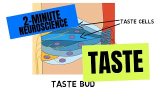 2Minute Neuroscience Taste [upl. by Mirabelle359]