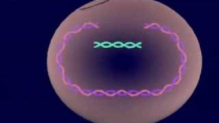 Virus Lysogenic amp Lytic Cycle [upl. by Ramraj]