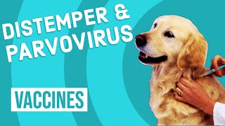 Canine Distemper amp Parvovirus Vaccine [upl. by Earleen338]