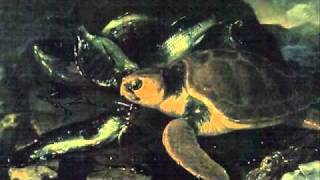 SaintSaens Carnival of the AnimalsTortues Tortoises [upl. by Ahseret]