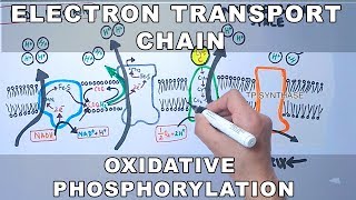 Electron Transport Chain and Oxidative Phosphorylation [upl. by Aloin]