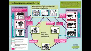 Managing a hedge using the hedgerow managemet cycle [upl. by Nala]