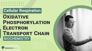 Oxidative Phosphorylation Electron Transport Chain [upl. by Nailuj]