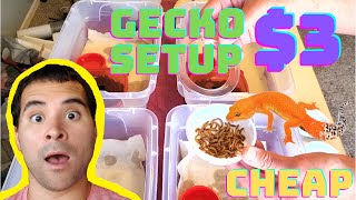 How to Make a Leopard Gecko Enclosure  3  BRIAN BARCZYK Edition [upl. by Honeyman493]