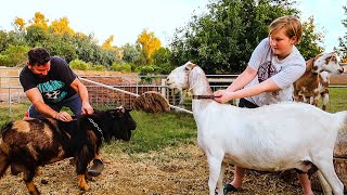 ReadySetBREED crazy goat breeding begins [upl. by Burgener]