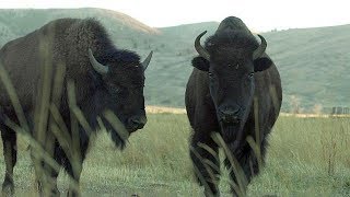 Bison  Farm To Fork Wyoming [upl. by Teryn]