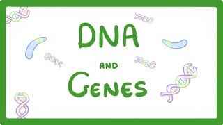 GCSE Biology  DNA Part 1  Genes and the Genome 63 [upl. by Eeruhs]