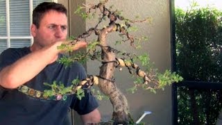 How To Bonsai  Bending large branches with Raffia [upl. by Crosley]