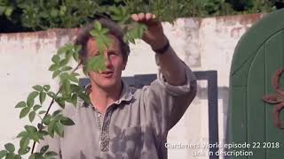 Gardening Advice episode 5  take cuttings from roses [upl. by Viviene852]