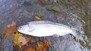 Erie Steelhead Tips and Techniques for Elk and Walnut Creek [upl. by Analed513]