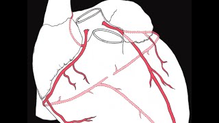 Coronary circulation of the heart [upl. by Atnim108]