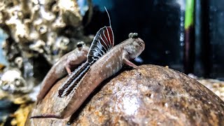 Which MUDSKIPPERS Should I CHOOSE [upl. by Cis]