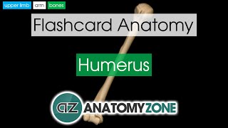 Humerus  Flashcard Anatomy [upl. by Kcirb]