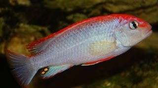 African Cichlid Species  Pseudotropheus sp quotPerspicax Red Capquot Ndumbi [upl. by Atlanta]