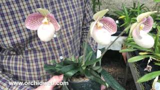 OrchidWeb  Paphiopedilum Liberty Taiwan [upl. by White]