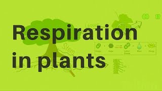 Respiration in Plants [upl. by Travus]