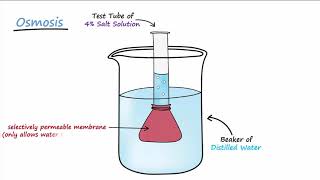 Diffusion amp Osmosis [upl. by Auqinaj448]