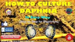 HOW TO CULTURE DAPHNIA In Easy Way [upl. by Ojybbob455]