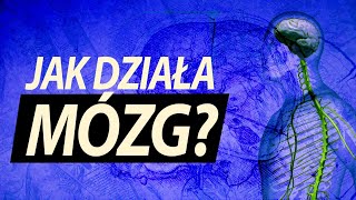 Ile informacji mieści się w mózgu [upl. by Kim]