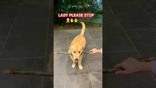 Drop it failsjunior goldenretriever happy dropit love cuteshortsviral shorts trending [upl. by Kenn971]