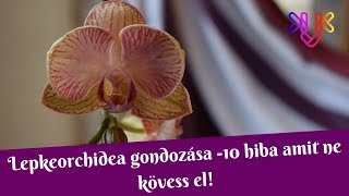 Orchidea gondozása  10 hiba amit ne kövess el [upl. by Shewmaker]