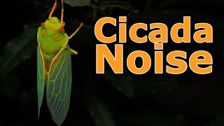 Cicadas Bug Noise Nature Ambient Sound  ASMR Australia [upl. by Nitsug906]