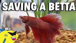 SAVING A BETTA FISH  Proper Betta Tank Setup [upl. by Aisatsan]