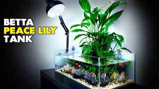 Aquascape Tutorial Peace Lily Betta Fish Aquarium How To Step By Step Planted Tank Guide [upl. by Brightman]