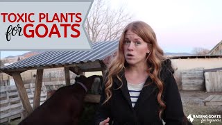 Toxic Plants to Goats [upl. by Cedar]