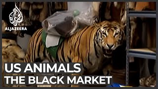 The black market animal business [upl. by Liebowitz]