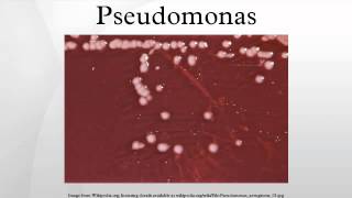 Pseudomonas [upl. by Clementine340]