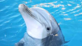 Sound Of Dolphins dolphin calls [upl. by Sine]