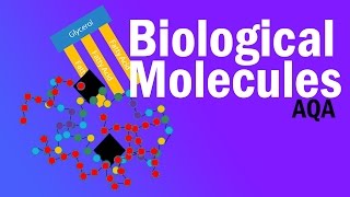 BIOLOGICAL MOLECULES  Detailed AQA Alevel Revision [upl. by Luahs]