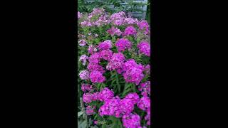 Plant Spotlight  Garden Phlox [upl. by Hoebart]