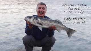 Ribolov Na Moru  Kako Se Lovi BrancinLubin od 5 kg [upl. by Ahsinnek]