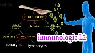 introduction a limmunologie système immunitaire L2 بالعربية [upl. by Studley]