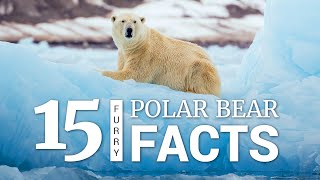 15 Polar Bear Facts [upl. by Aerdnas166]