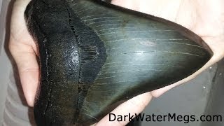 6 Inch Megalodon Tooth Fanned Up From The Deep [upl. by Ahsinav]