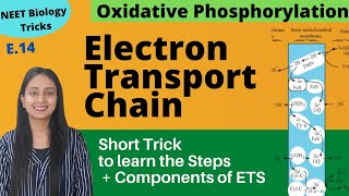 Super Easy way to Learn Electron Transport Chain  Short Trick  NEET Biology [upl. by Tavie]