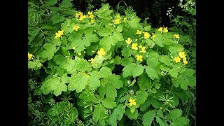 Propiedades Medicinales de la Celidonia Chelidonium majus [upl. by Phare]