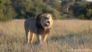 Kalahari Lion Roaring 4K  Conservation Safari Experience [upl. by Wiltsey146]