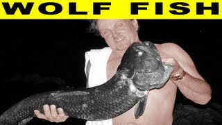 WOLF FISH  Amazon River Monsters [upl. by Solegna]