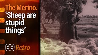 Australian Merino sheep  the history and origin story  Rural 75th  ABC Australia [upl. by Infeld935]